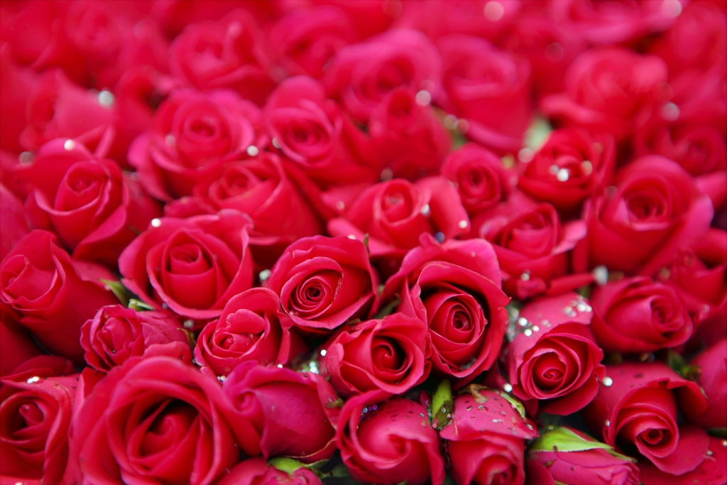 A vivid display of blooming red roses with delicate petals, symbolizing beauty and romance.